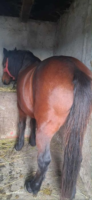 Vând iapa buna de tras