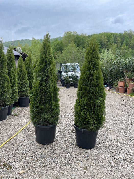 Tuia smaragd de mai multe dimensiuni