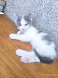 Pisicuța fetiță Metis de Albastru de Rusia și Tătic Scottish Fold