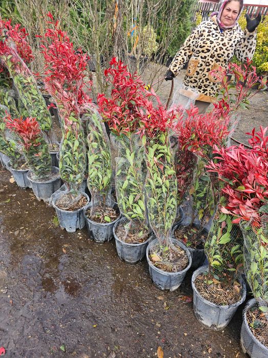 Palmieri bonsai lelandy măslin laur englezesc diferite dimensiuni