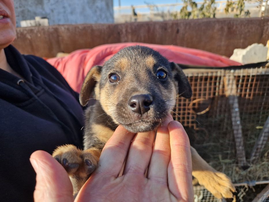 Отдам щенков в добрые руки