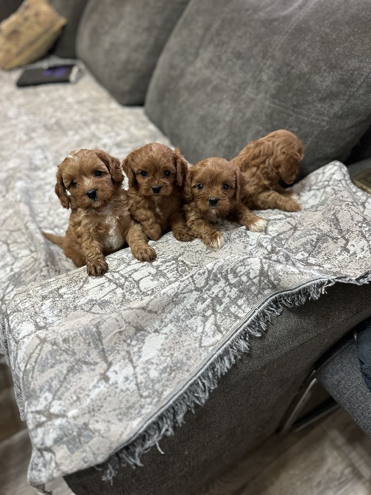 Кавапу-Cavapoo.