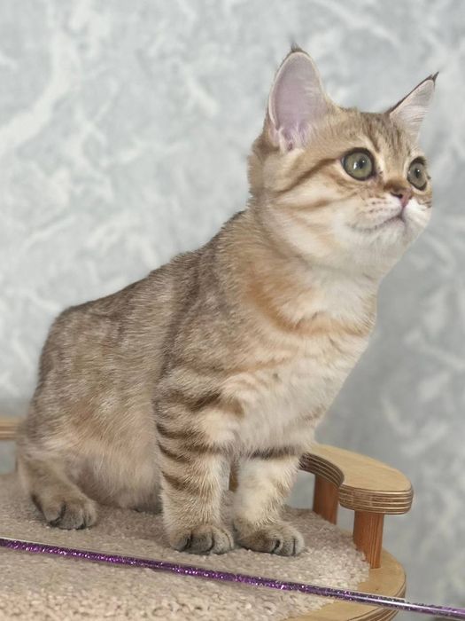 Британка девочка золотая шиншилла