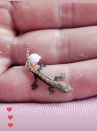 Pui Mourning gecko