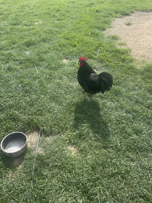 Vand  familie de gaini australorp.