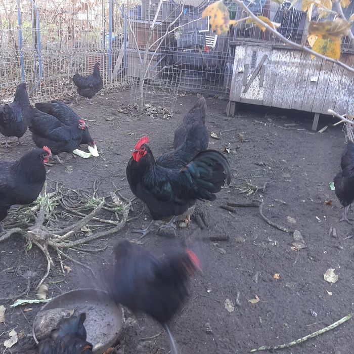 Vând cocoș austrolop 2025