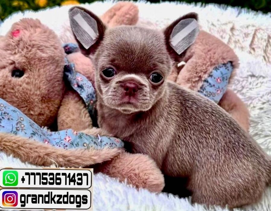 Чихуахуа шустренькие.