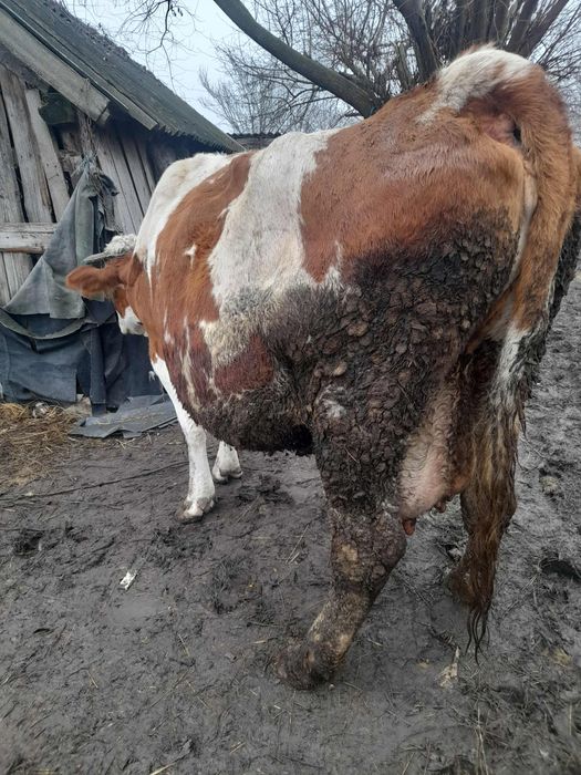 Vând vacă gestantă