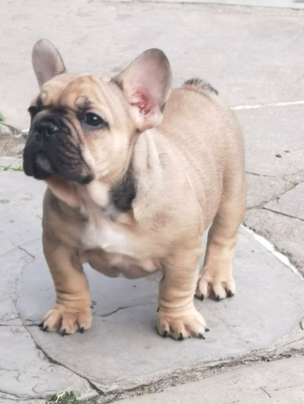 Френски булдог /French Bulldog