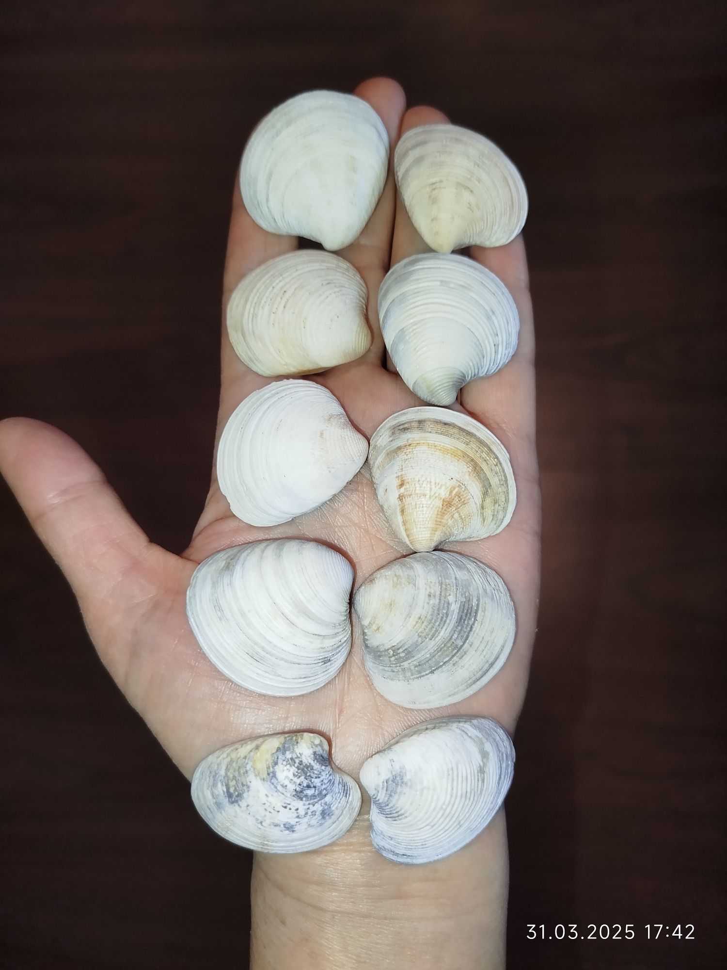 Ракушки натуральные с морей