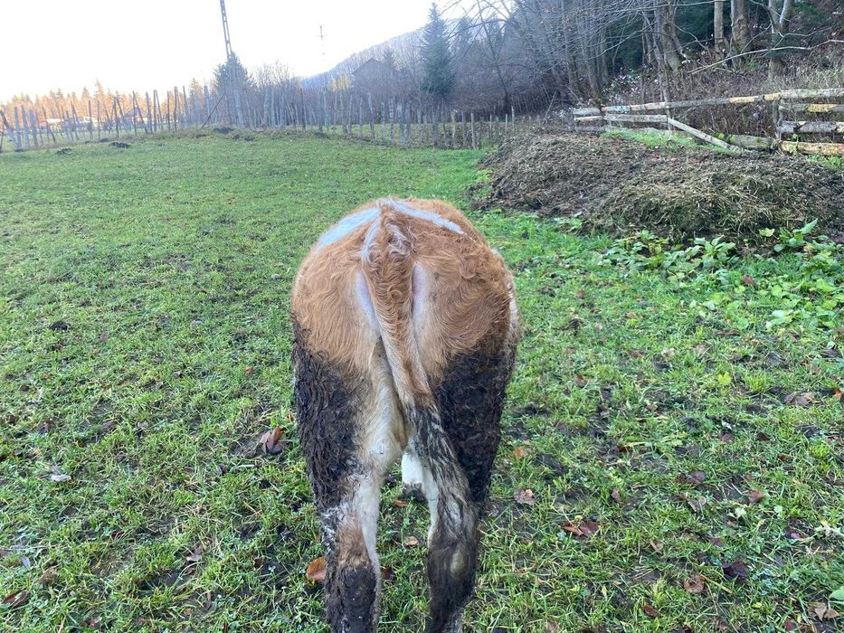 Vand vaca junica baltata romaneasca