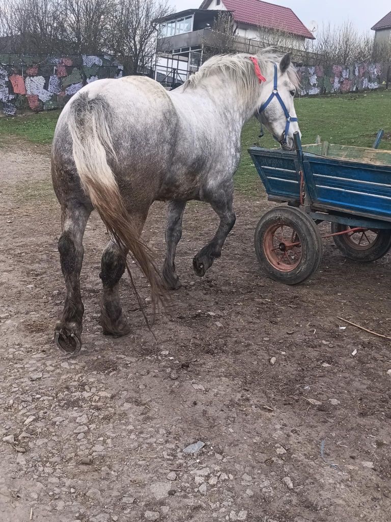 De vânzare iapa de 4 ani