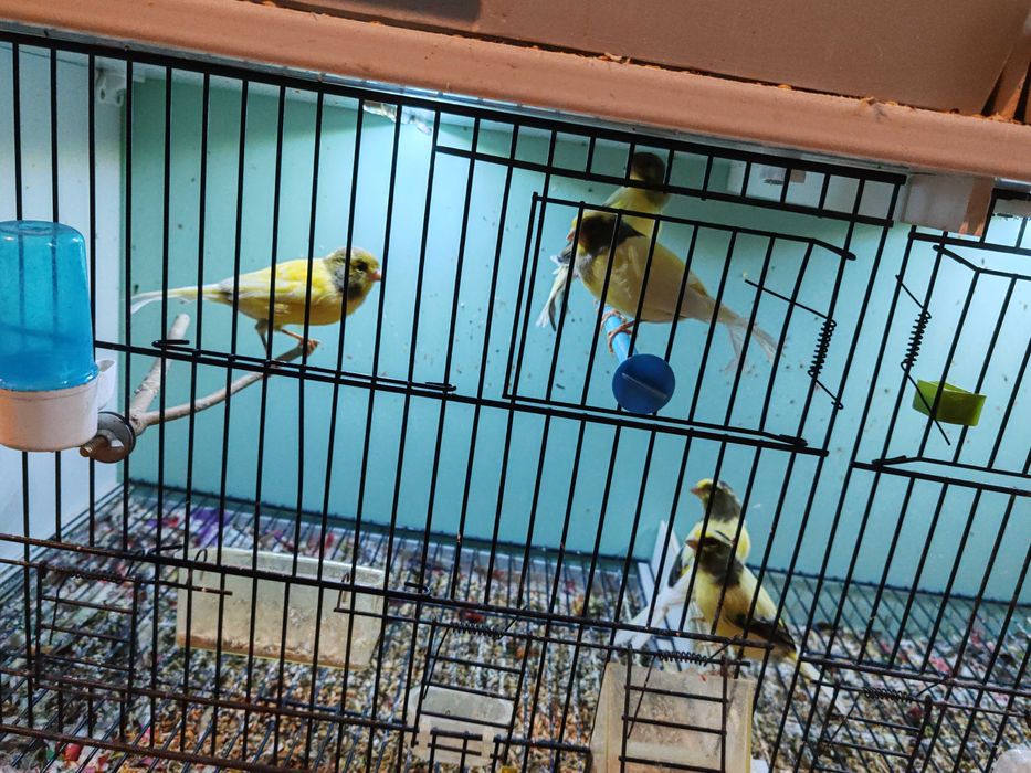 Продавам канарчета