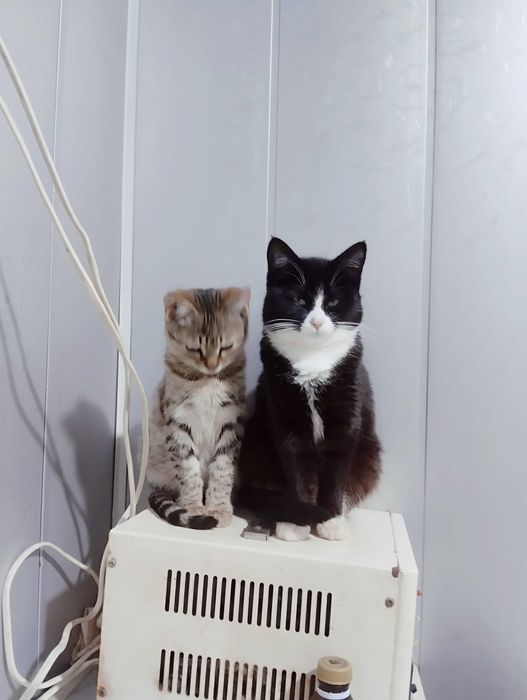 Умный котёнок тигрового окраса в добрые руки