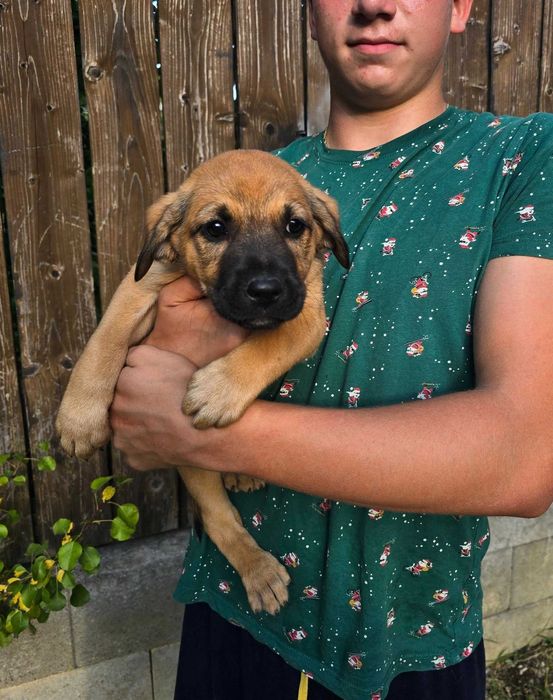 Donez pui metis Malinoise