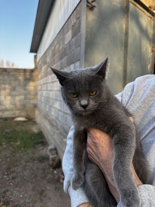 Отдадим кошек в хорошие и добрые руки