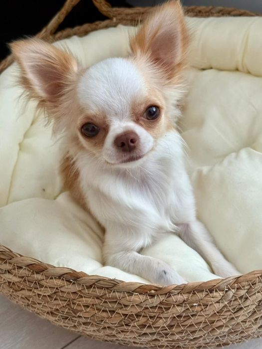 Чихуахуа ( длинношорстная)