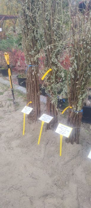 Puieti salcâm frasin fag carpen ulm plop mesteacăn brad molid Tei arin