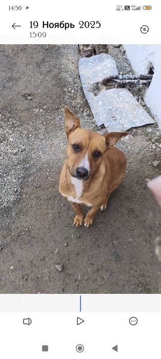 В хорошие руки отдадим собачку