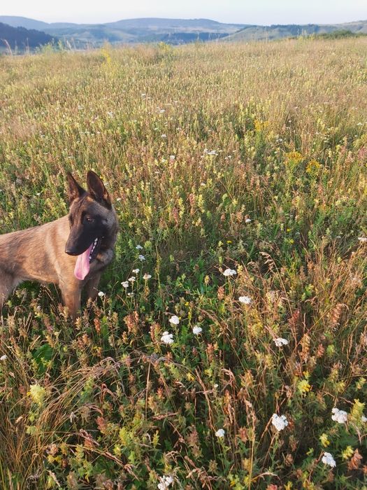 Hera in căutarea unei familii iubitoare