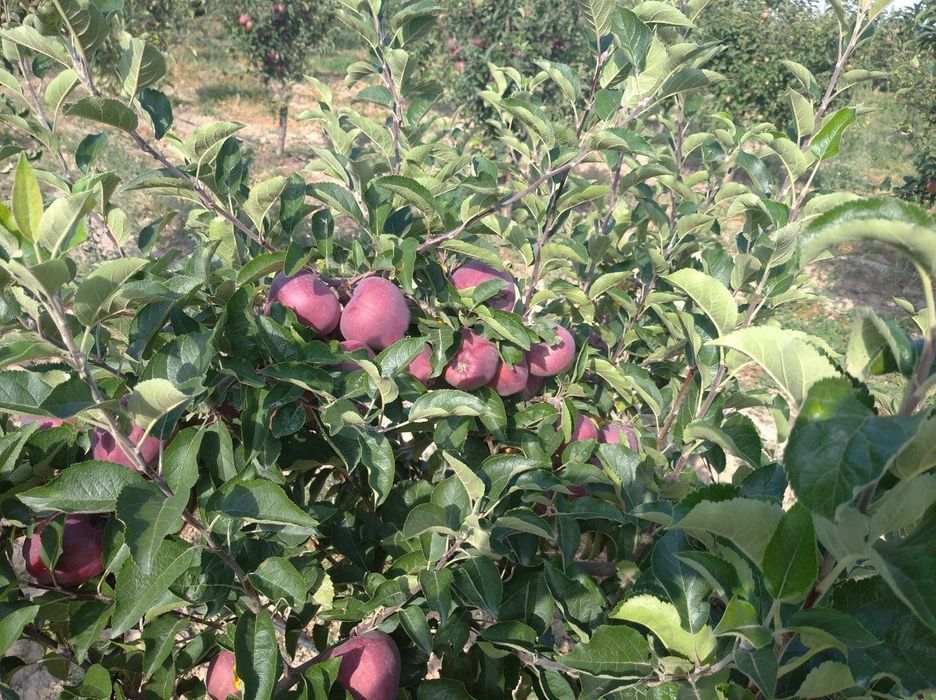 100% ishonchli olma kuchatlari