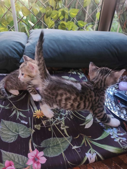 Бенгало Сфински котки