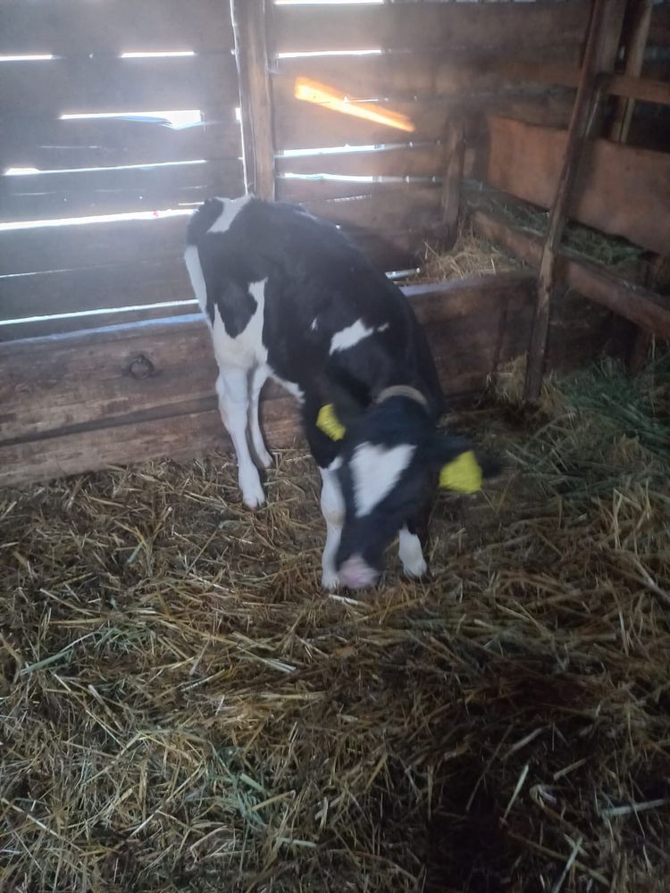 Vând vițea de 1 an și vițelucă de 1 lună