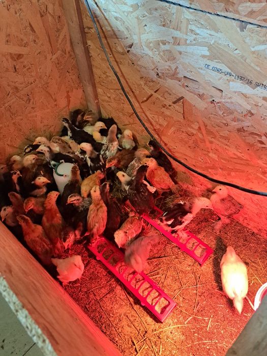 Puicute și cocoși  brahma tineri  2025