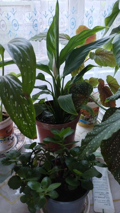 комнатные растения