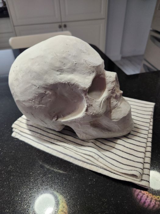 Гипсови череп в реален размер за рисуване