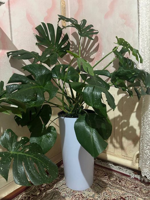 Монстера огромная и красивая