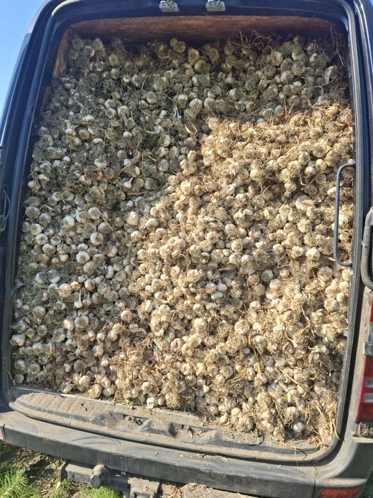 Usturoi Baib și Usturoi normal de Copalau