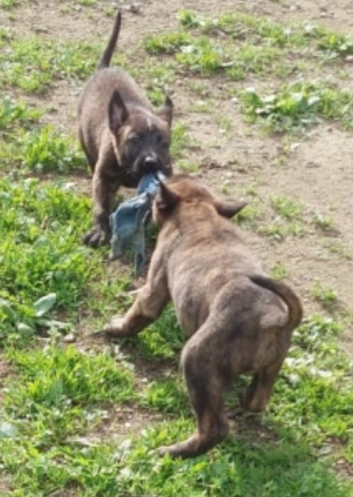 Малки белгийски/холандски овчарки