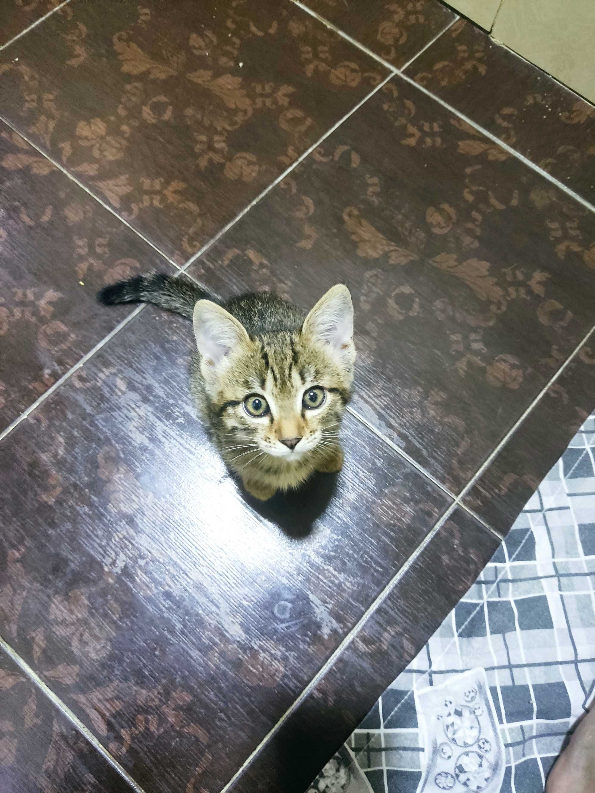 В добрые руки котята
