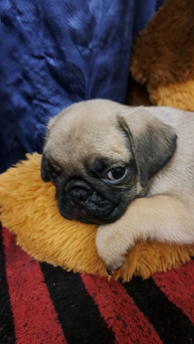 Продаю клубных щенков мопсят