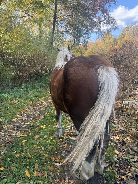 Vand manz , 1 an si 5 luni