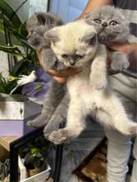 Pisicute brirish shorthair si scottish fold blue