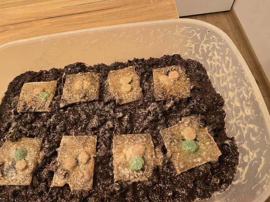 Cultura microviermi, grindale