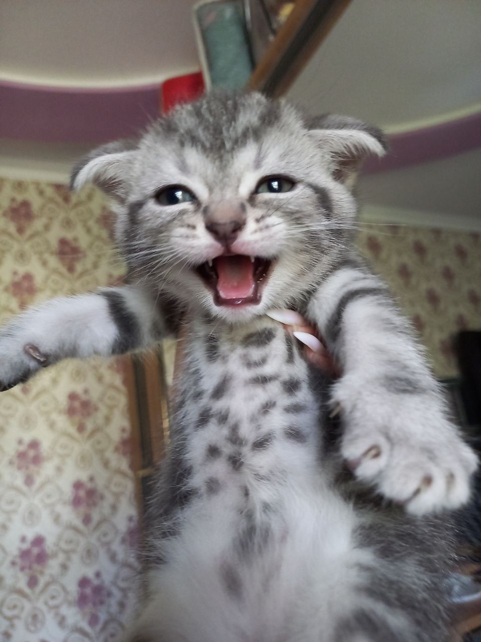 Вислоухие котяты