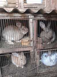 Распродажа кроликов самцов по 4 тысячи