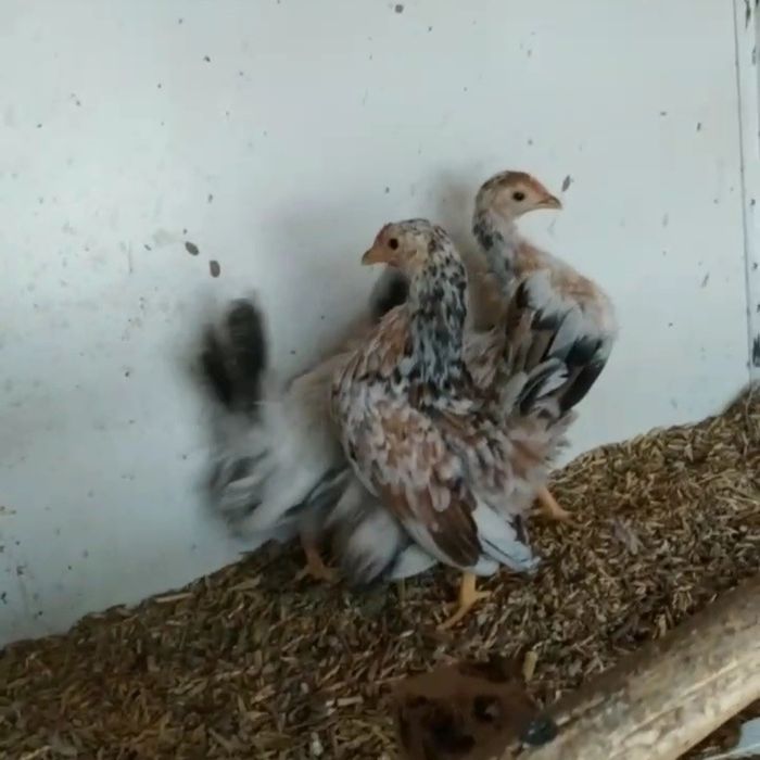 Шабо Серамалар сотилади