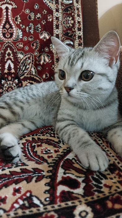 Породистая девочка