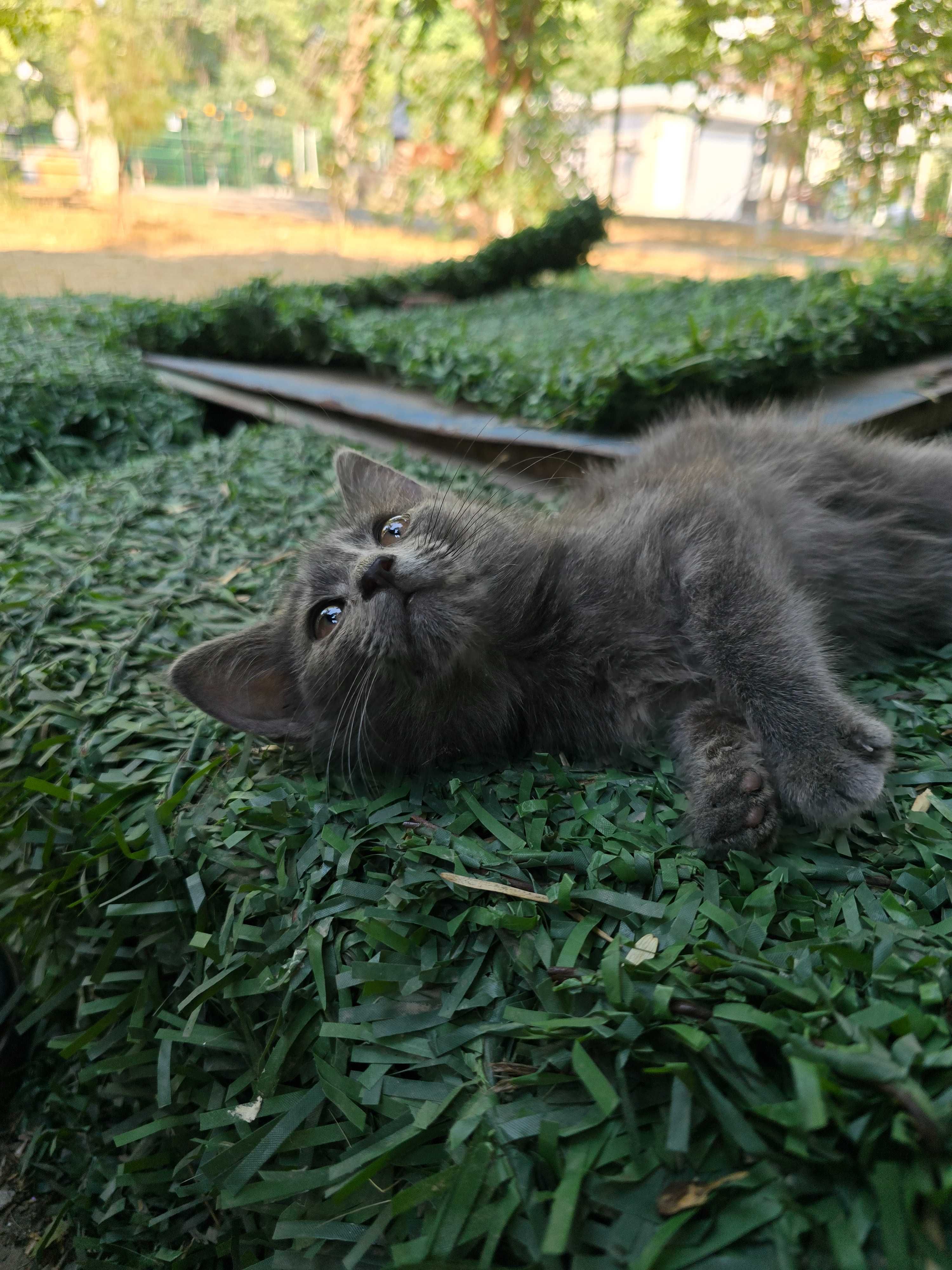Котята, девочки, 1-3 месяца