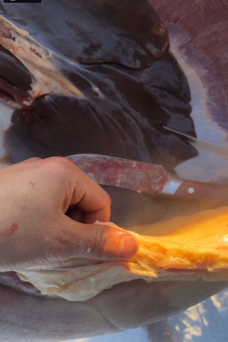 Продам мяса конина жабагы тай через веса 2800 за кг