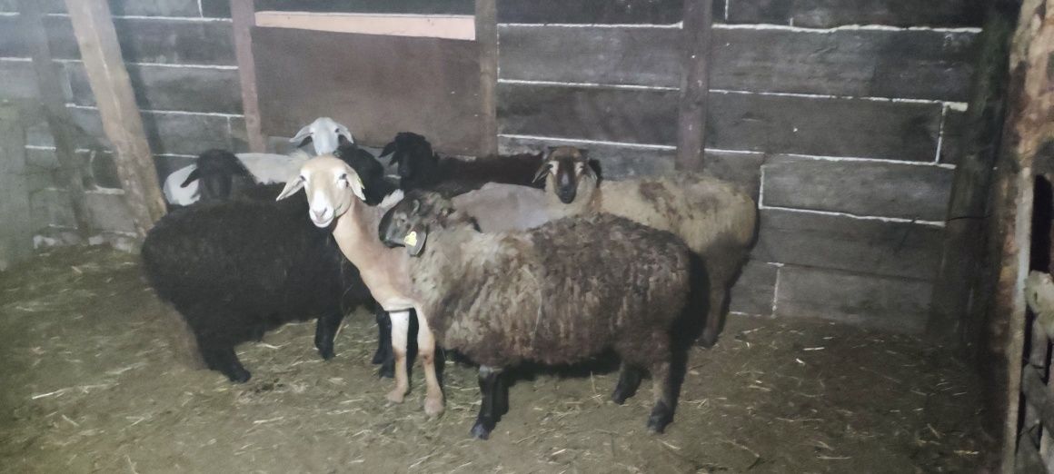 Продам баранов, қой сатам