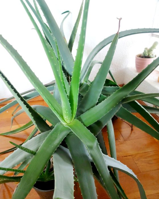 Aloe barbadensis Mill