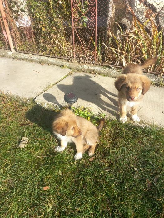 Donez cățeluși talie mică