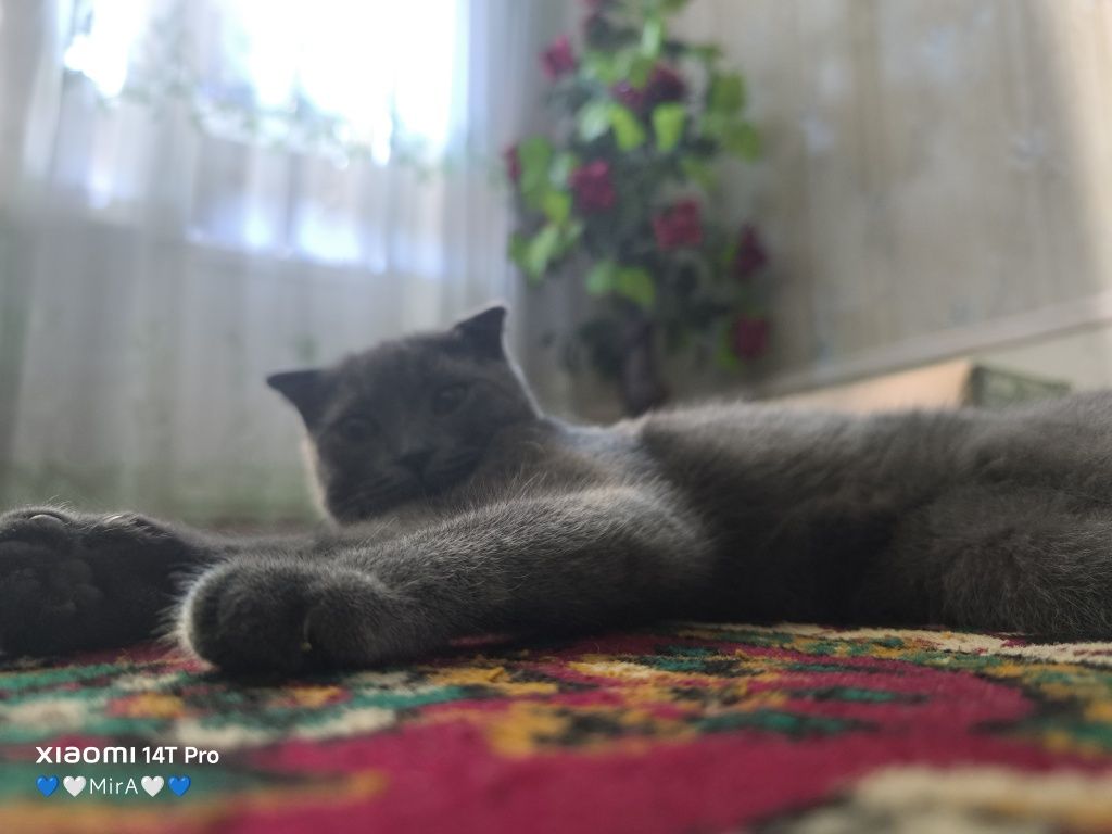 Кошка породистая