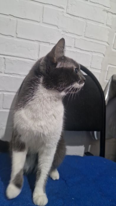 Кошка отдаем в хорошие руки