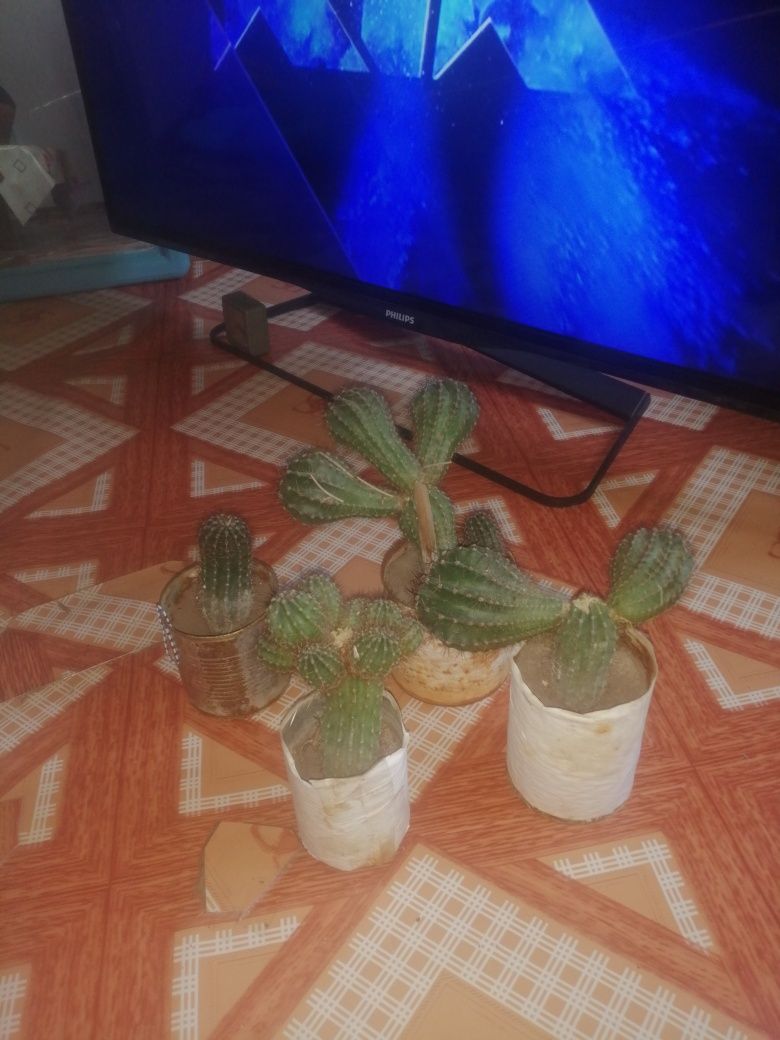 Продам кактусы недорого
